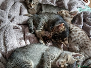 Oriental cats for sale: 2girls 1 boy - Advert 1