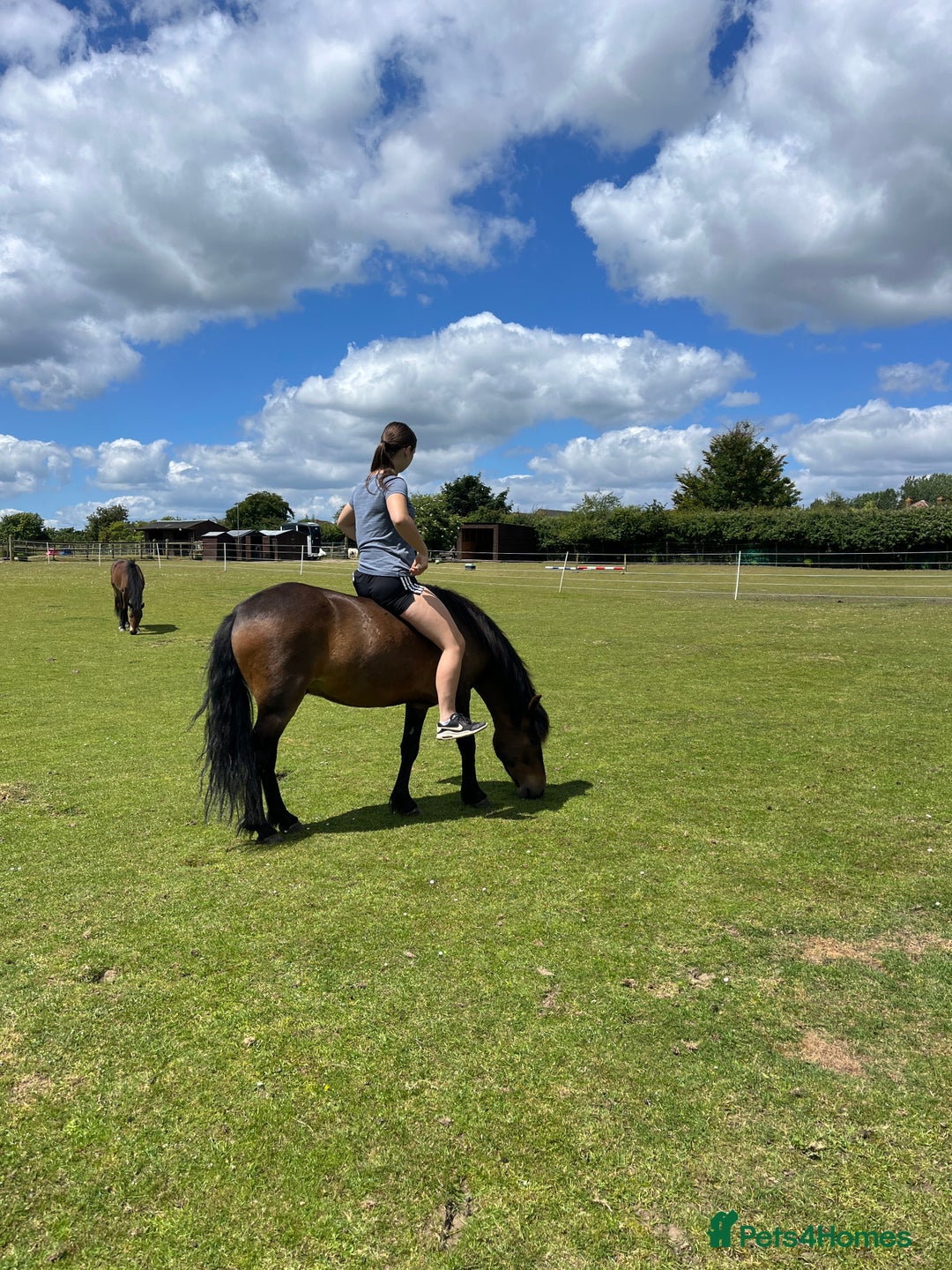 Dartmoor horses for sale: Teddy - Image 7