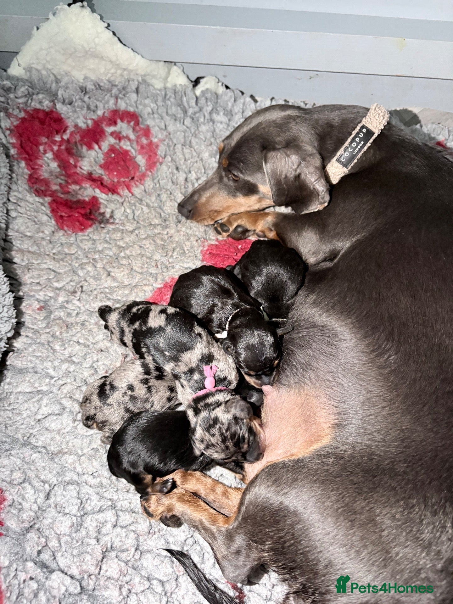 Miniature Dachshund dogs for sale: Beautiful Miniature Daschund’s Male 9 weeks old  - Advert 1