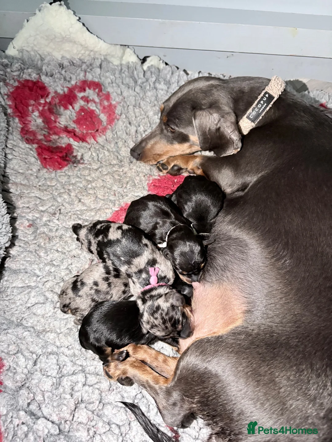 Miniature Dachshund dogs for sale: Beautiful Miniature Daschund’s Male 9 weeks old  - Advert 1