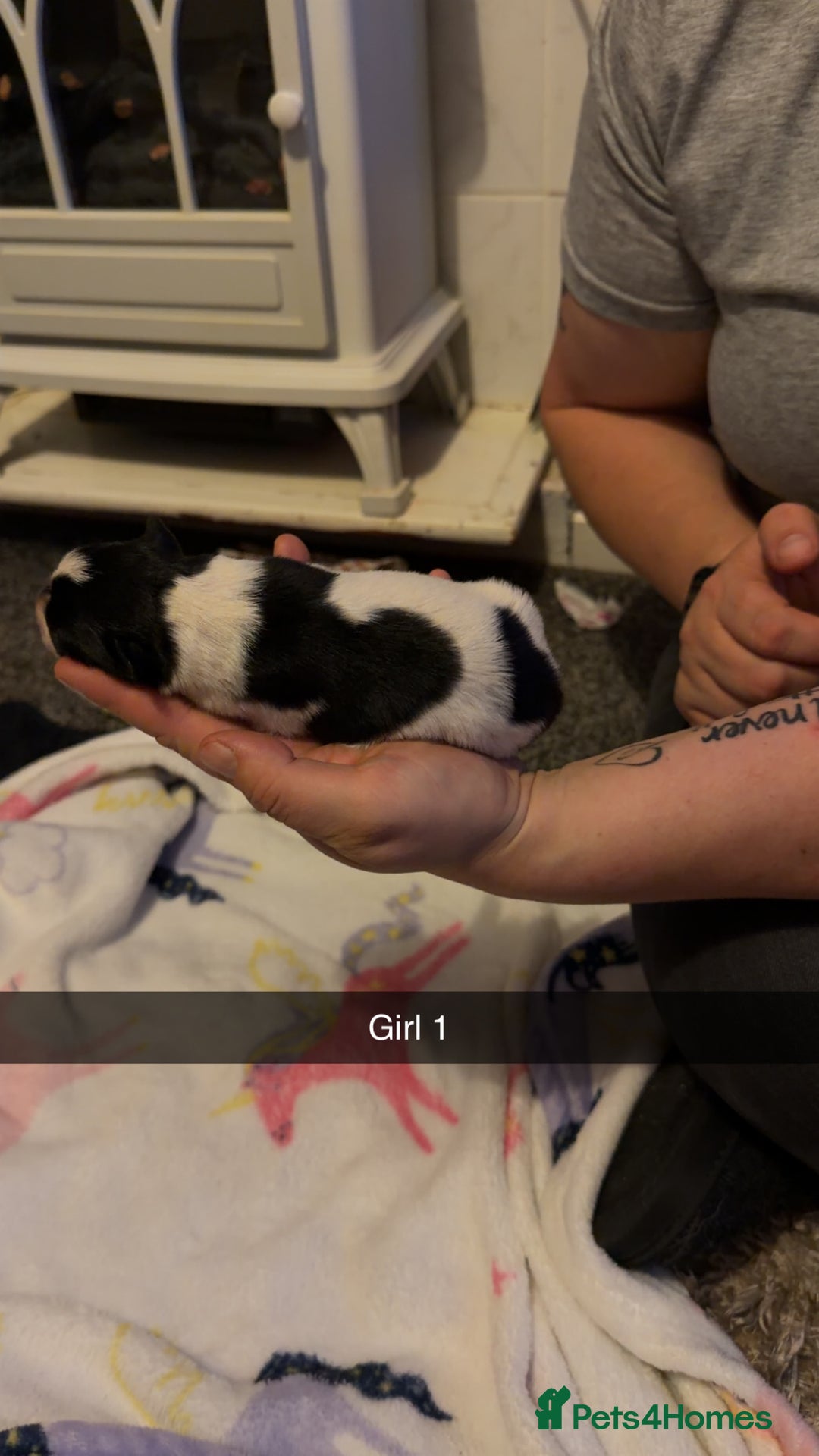 Border Collie dogs for sale: 10 amazing puppies - Advert 18