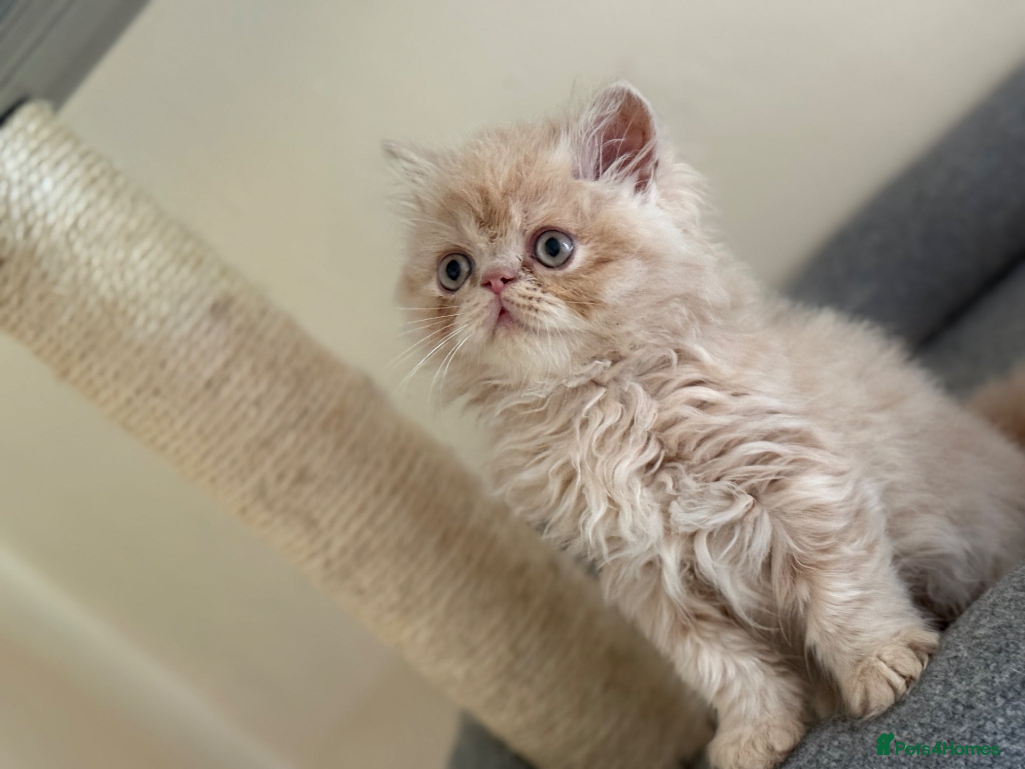 Persian cats GCCF registered cream Persians 💙 - Advert 2