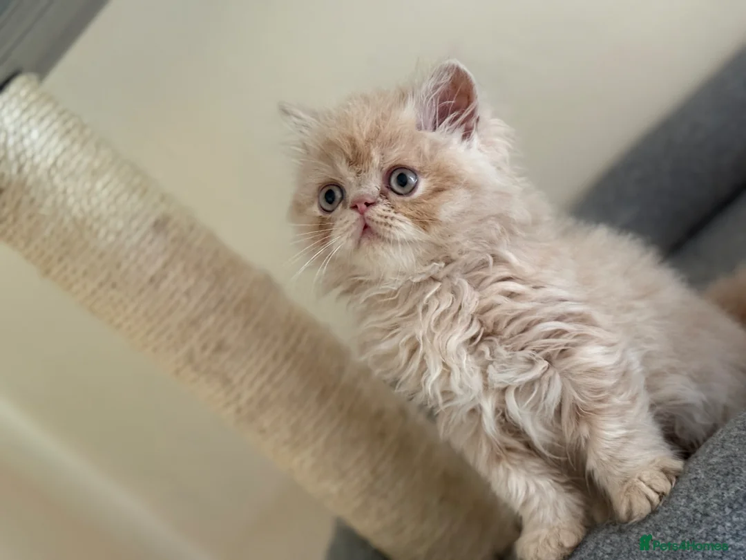 Persian cats for sale: GCCF registered cream Persians 💙 - Advert 1