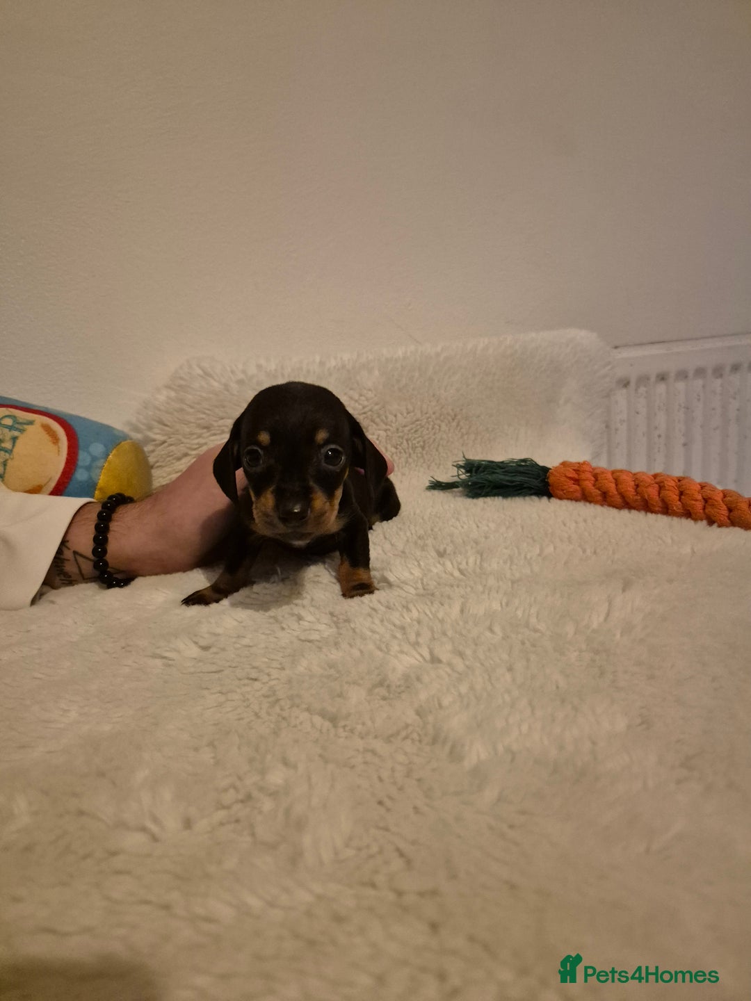 Miniature Dachshund dogs for sale: ❤️ 🐕 Miniature Dachshunds  - Image 19