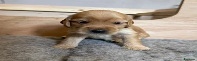 Cockapoo 5