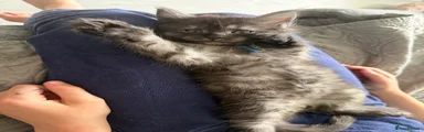 Maine Coon Kitten 1