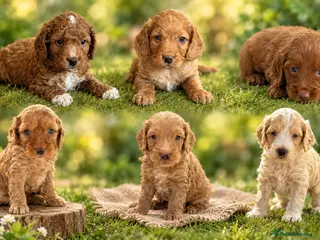 Cockapoo dogs Show quality litter of F2 cockapoos 🌈 - Advert 3