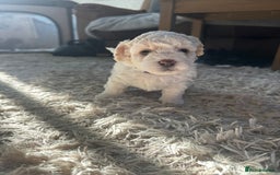Cavapoochon dogs for sale: 3 beautiful cavapoochon puppies  - Image 2