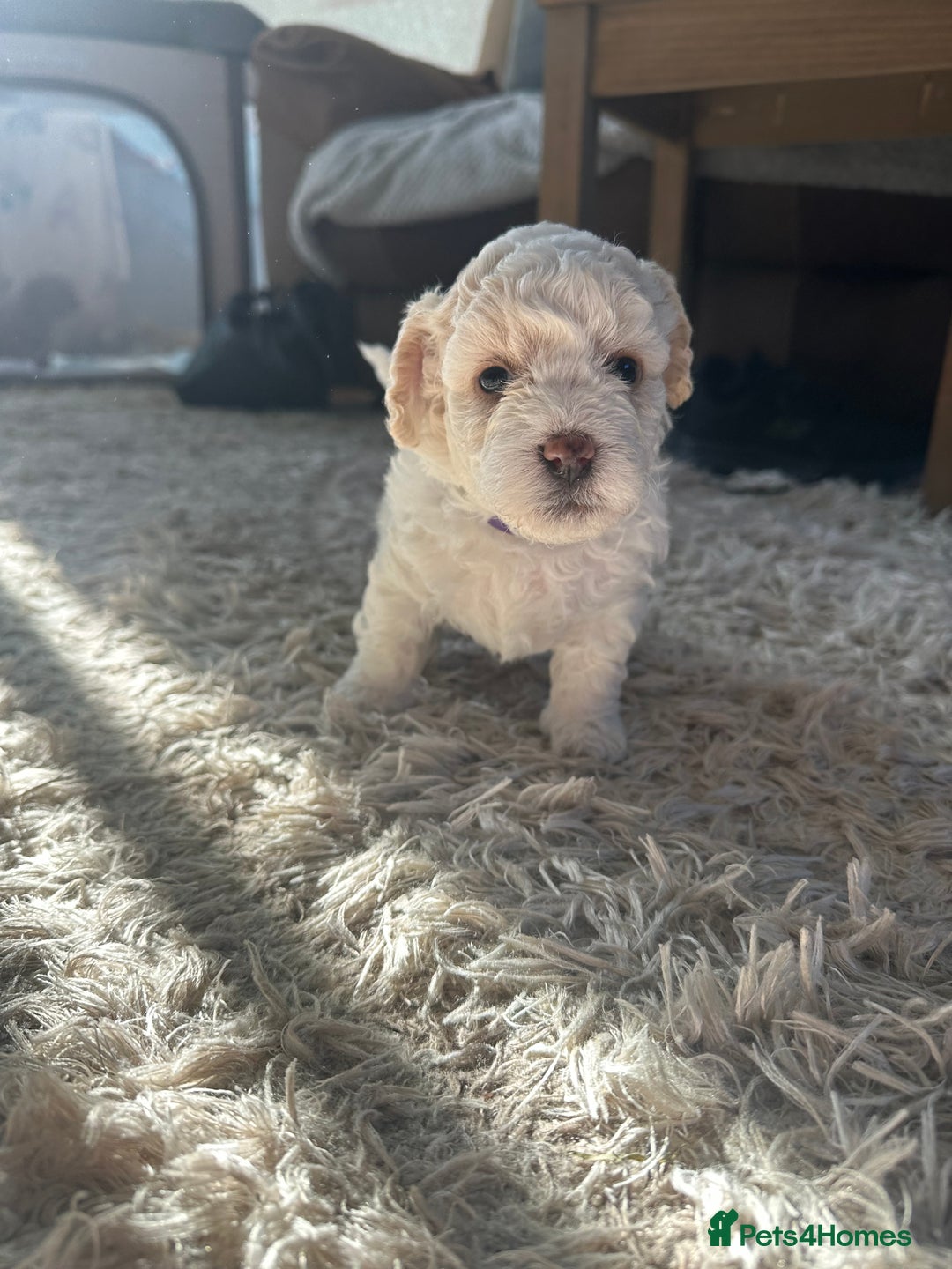 Cavapoochon dogs for sale: 3 beautiful cavapoochon puppies  - Image 2
