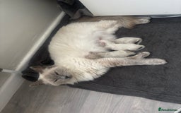 Ragdoll cats for sale: Ragdoll kittens - Image 7