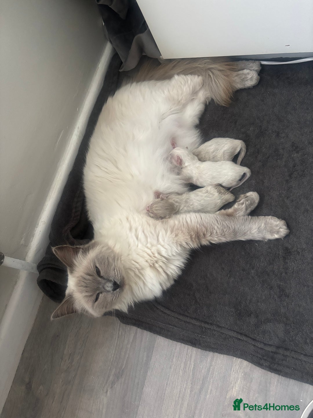 Ragdoll cats for sale: Ragdoll kittens - Image 7
