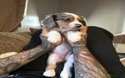 Mixed Breed dogs for sale: Borderliers  - Image 1