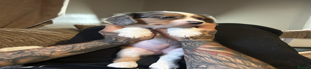 Borderlier Puppy 3