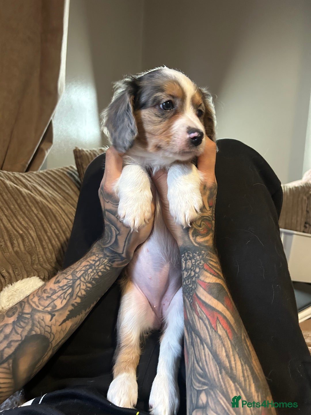 Mixed Breed dogs for sale: Borderliers  - Image 1