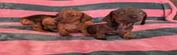 Miniature Dachshund dogs for sale: Miniature Dachshund  - Advert 9