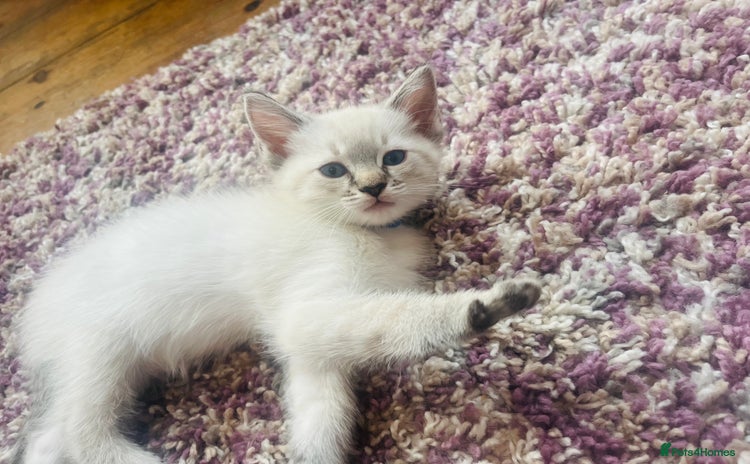 Ragdoll cats - Advert 7