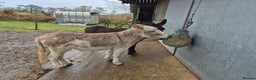Donkey livestock for sale: DONKEYS jenny 9yo & gelding 3yo, inc wooden cart - Advert 3