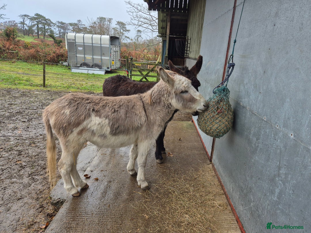 Donkey livestock for sale: DONKEYS jenny 9yo & gelding 3yo, inc wooden cart - Advert 3