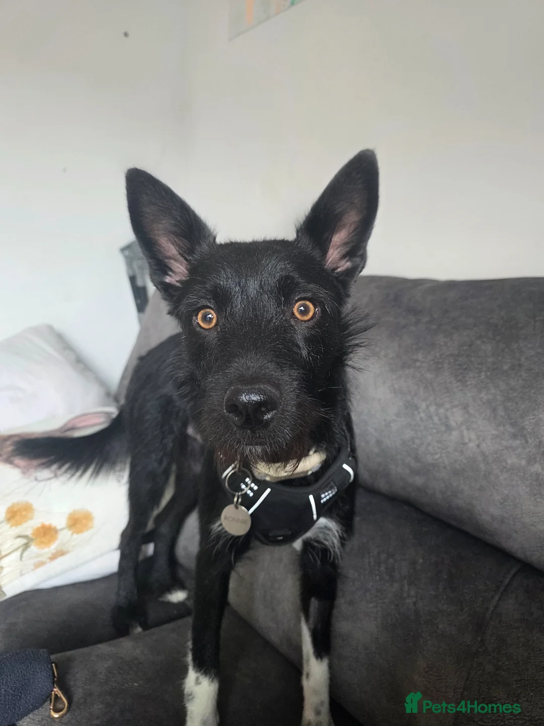 Mixed Breed dogs for sale: Pattadale x collie in Basingstoke - Advert 1