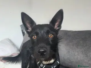 Mixed Breed dogs Pattadale x collie - Advert 1