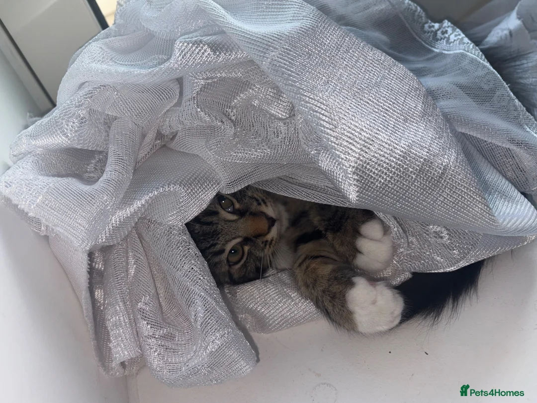 Mixed Breed cats for sale: Rehome beautiful sweet Kitty in London - Advert 2