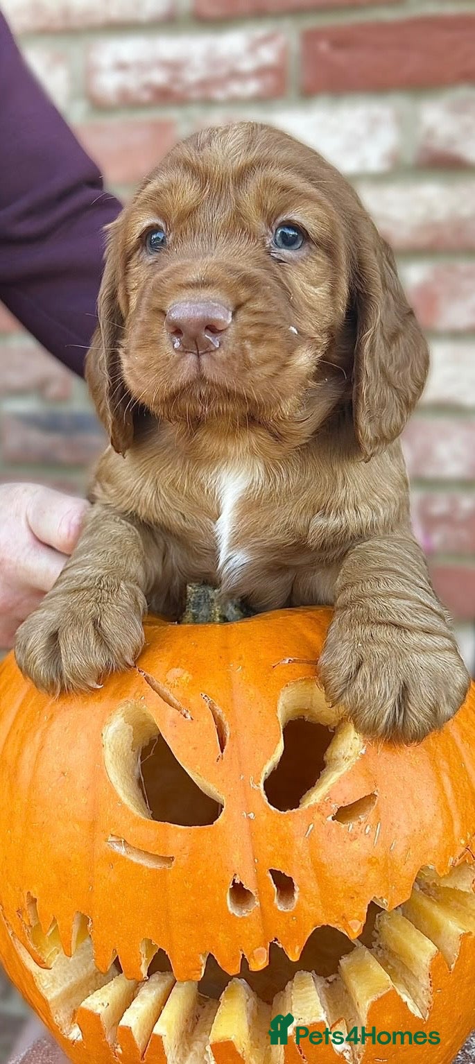 Cocker Spaniel dogs for sale: KC REGISTERED, WORKING COCKER SPANIEL PUPPIES🐶🐾 - Advert 20