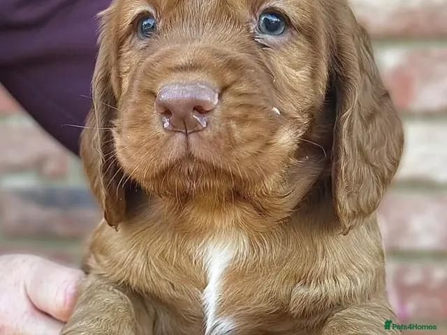 Cocker Spaniel dogs for sale: KC REGISTERED, WORKING COCKER SPANIEL PUPPIES🐶🐾 - Advert 20