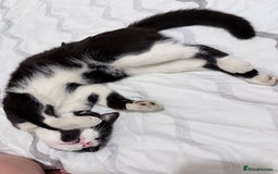 Domestic Shorthair cats for sale: Black domestic shorthair female - Image 5