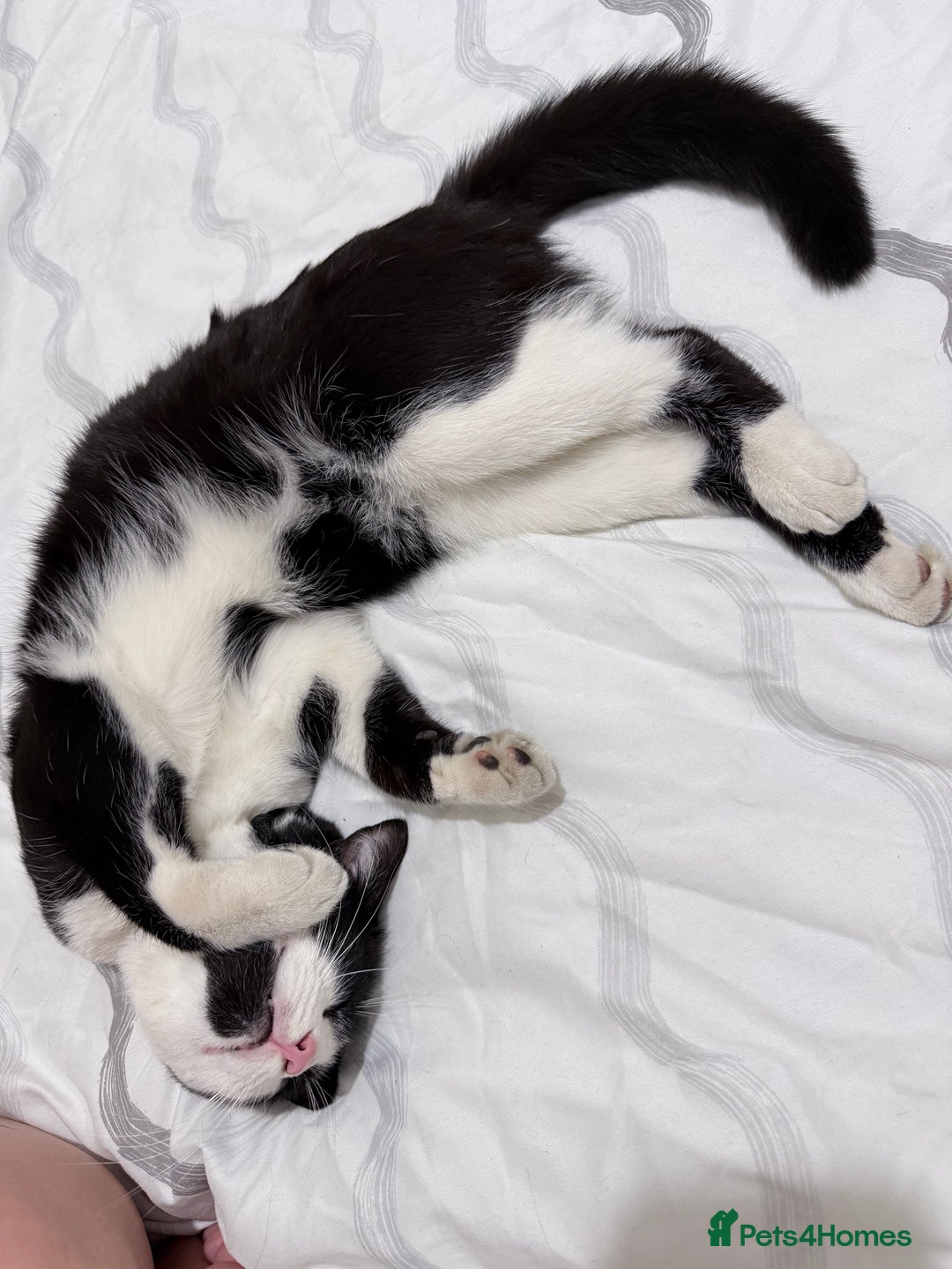 Domestic Shorthair cats for sale: Black domestic shorthair female - Image 5