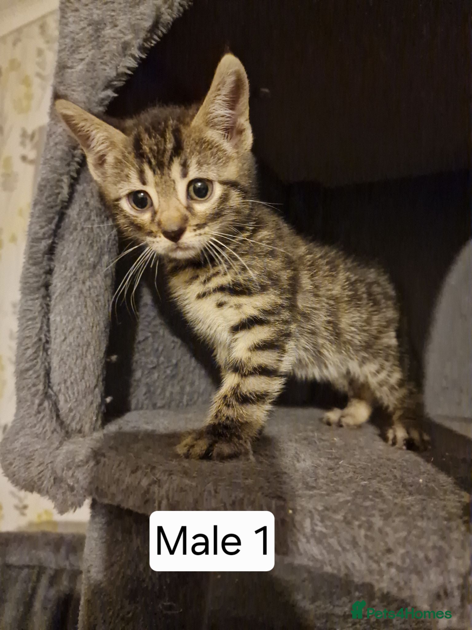 Mixed Breed cats Mix Bengal Bombay - Advert 1