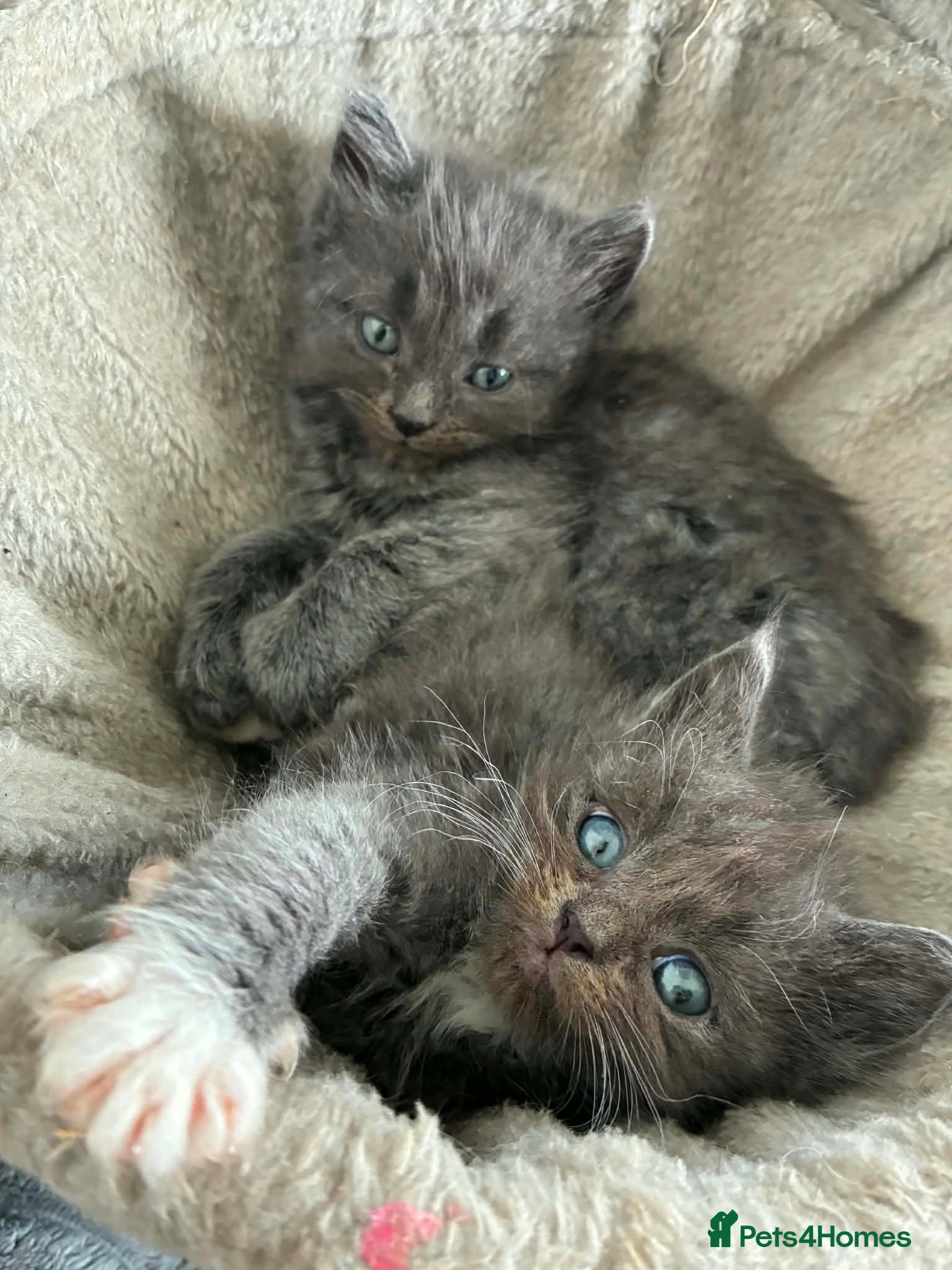 Ragdoll cats Ragdoll x Turkish angora kittens - Advert 1