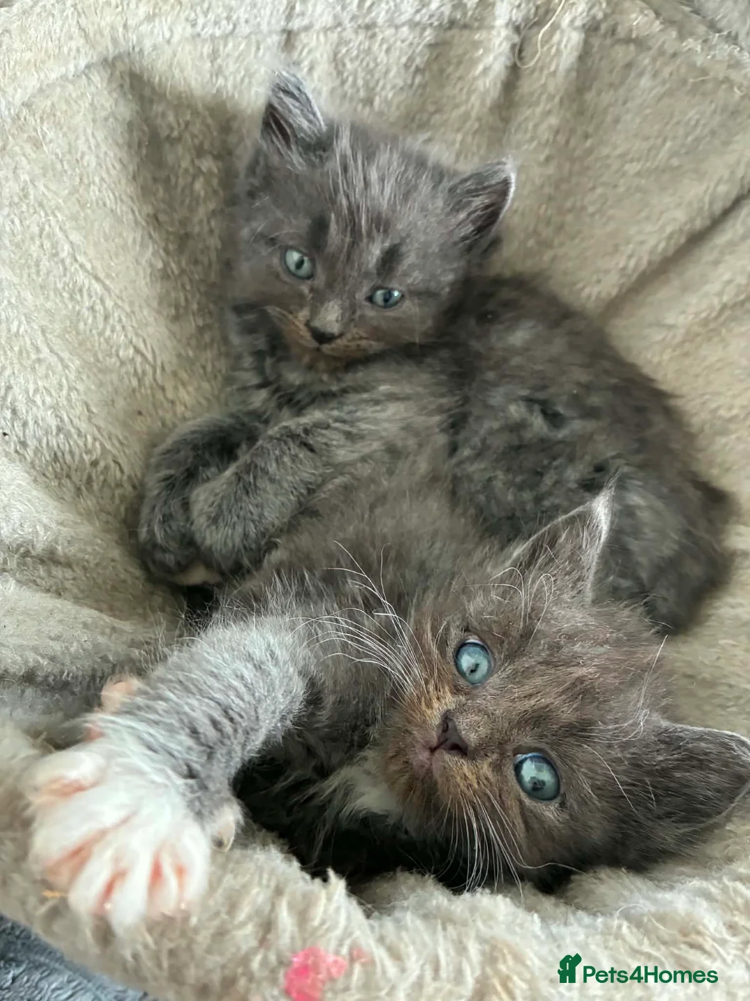 Ragdoll cats for sale: Ragdoll x Turkish angora kittens - Advert 2
