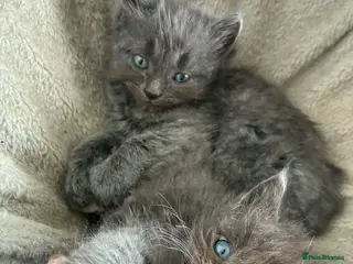 Ragdoll cats Ragdoll x Turkish angora kittens - Advert 1