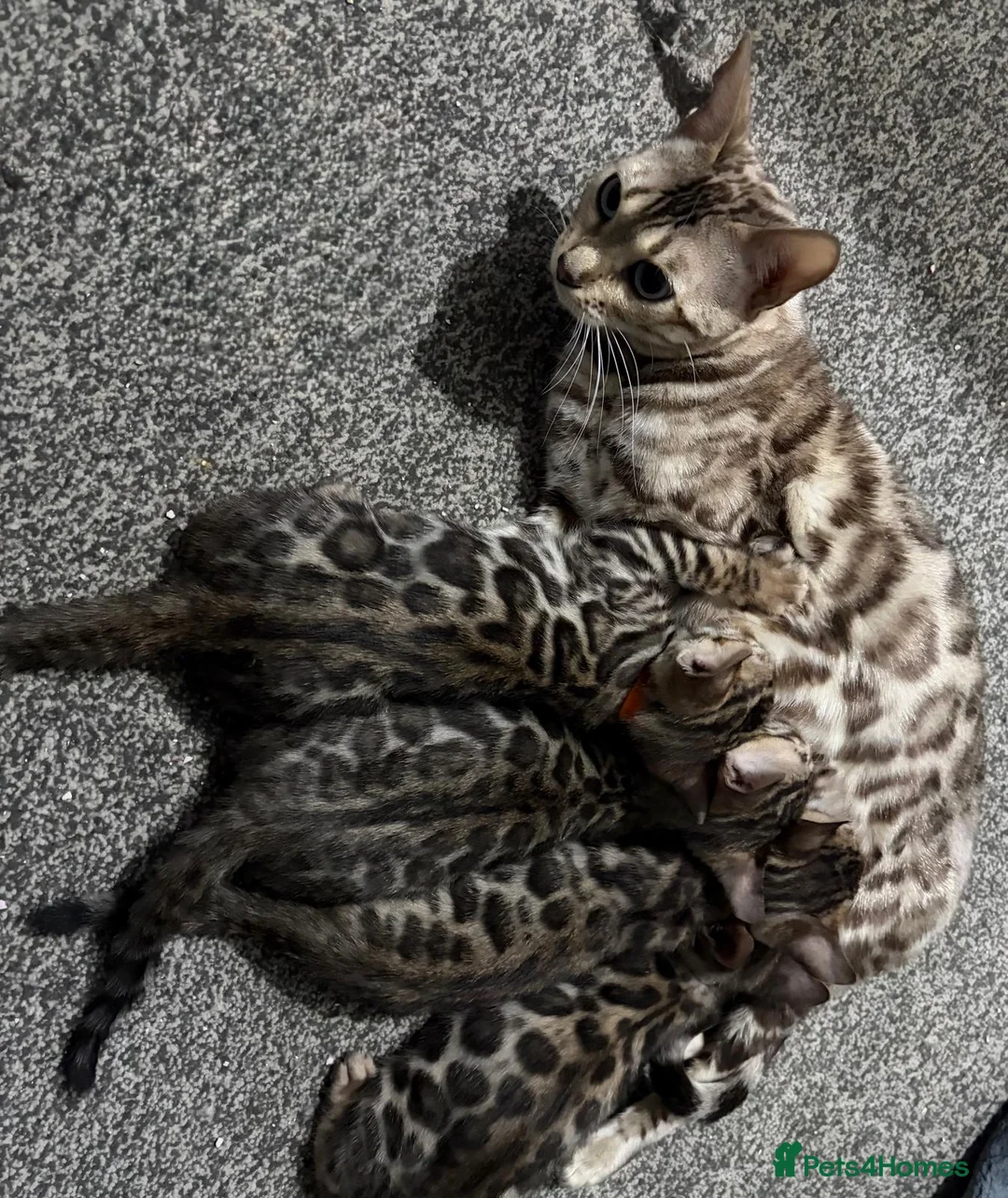 Bengal cats for sale: Beautiful 5‑Month Tica Bengal Boys – Ready Now - Advert 6