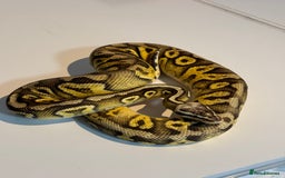 Python Snake reptiles for sale: Ball Pythons for sale (Adults & Babies) - Image 3