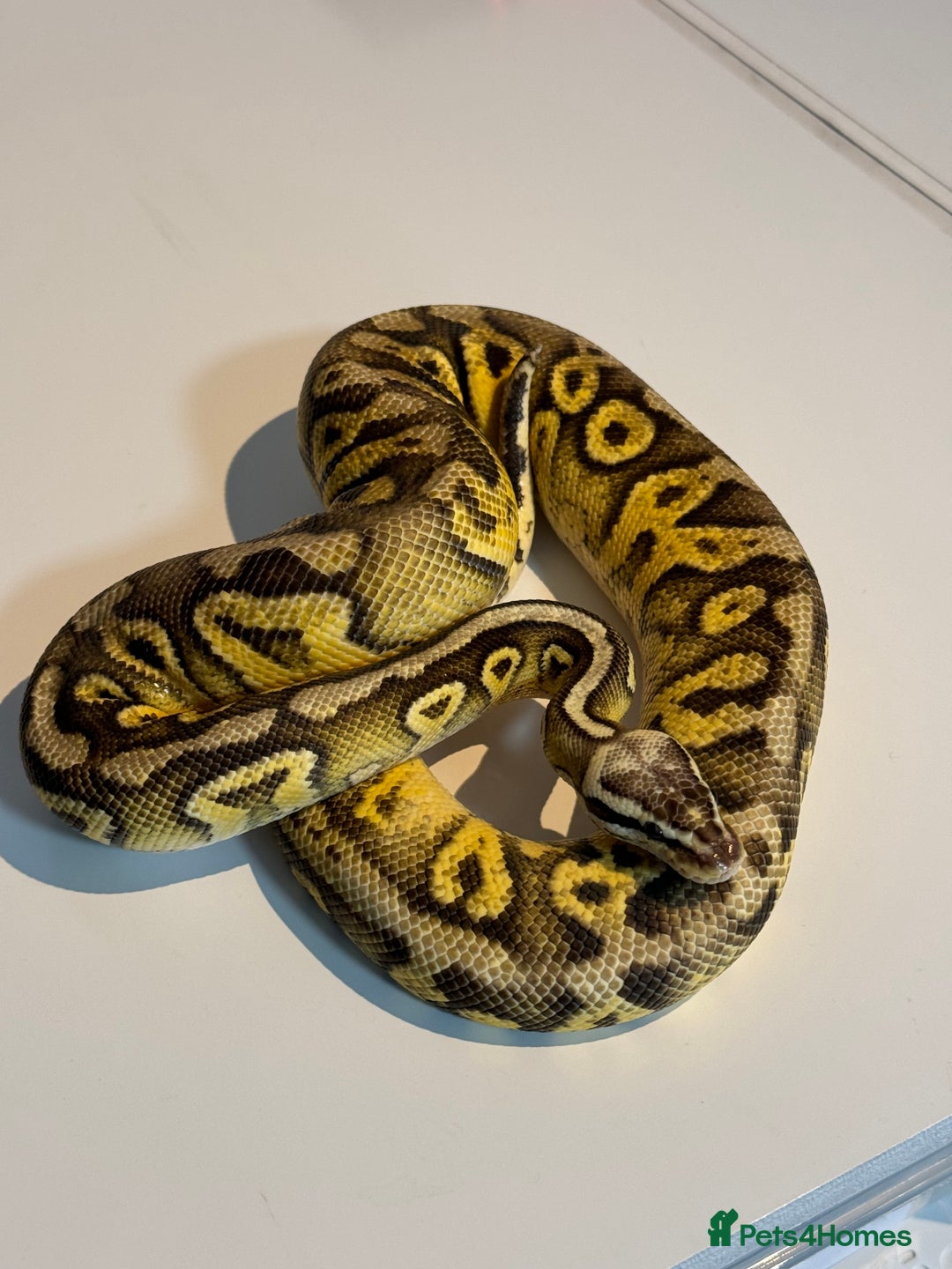 Python Snake reptiles for sale: Ball Pythons for sale (Adults & Babies) - Image 3