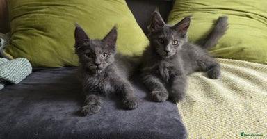 Maine Coon cats - Advert 10