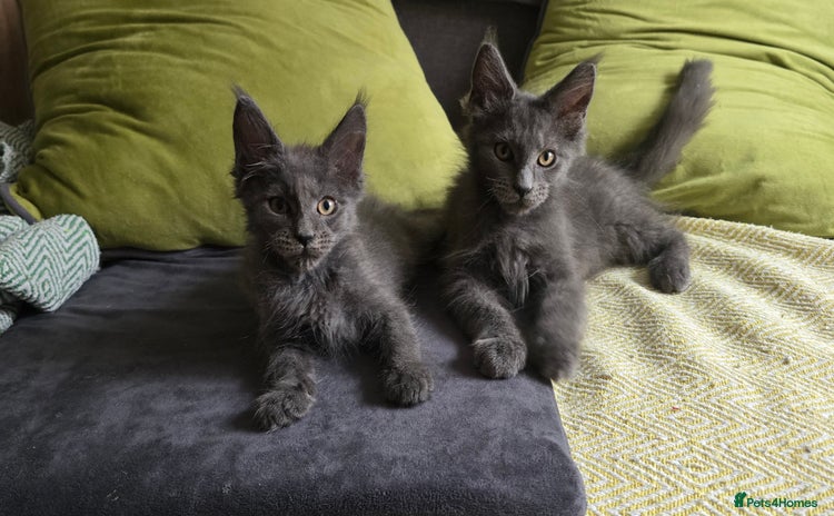 Maine Coon cats - Advert 4