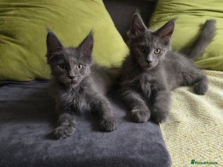 Maine Coon cats - Advert 2
