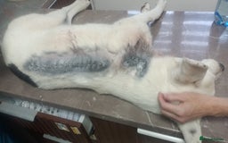 Mixed Breed dogs for adoption: 🌸MEET BIANCA - A Gentle Girl for a Loving Home - Advert 10