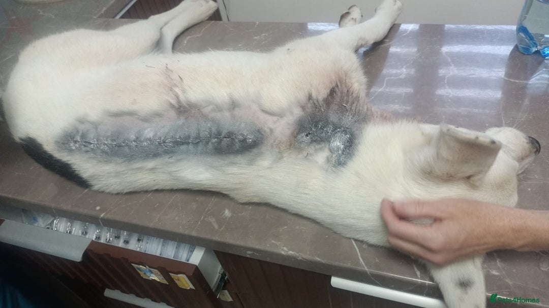 Mixed Breed dogs for adoption: 🌸MEET BIANCA - A Gentle Girl for a Loving Home - Advert 10