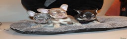 French Bulldog dogs for sale: ULTRA RARE - RAINBOW LITTER NON FLUFFY FRENCHIES - Advert 1
