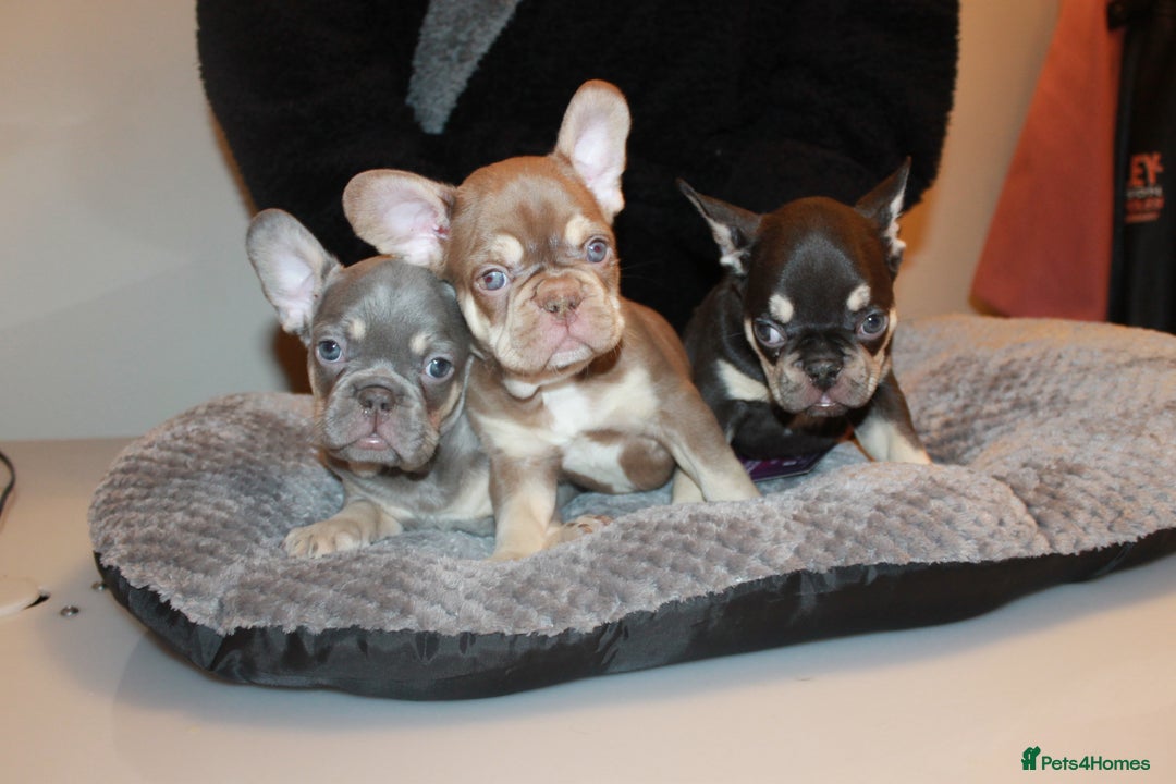 French Bulldog dogs for sale: ULTRA RARE - RAINBOW LITTER NON FLUFFY FRENCHIES - Advert 1
