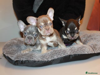 French Bulldog dogs ULTRA RARE - RAINBOW LITTER NON FLUFFY FRENCHIES - Advert 1