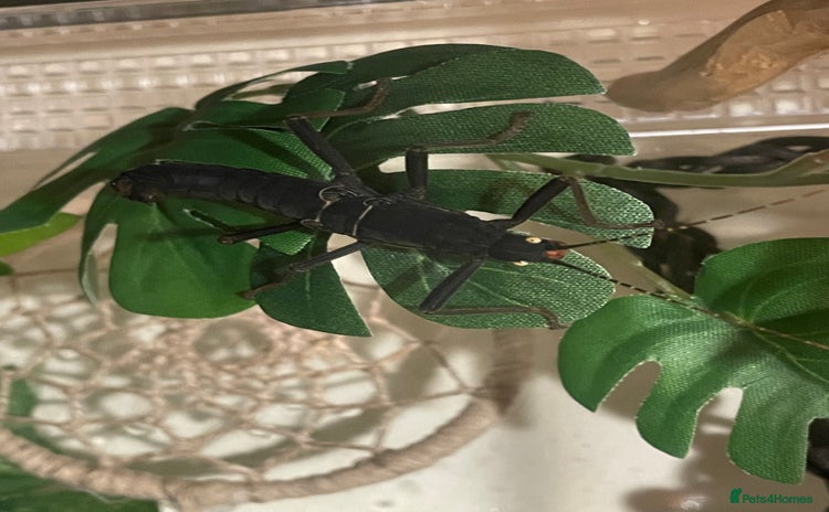 Stick Insects invertebrates - Advert 1