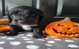 Cockapoo dogs for sale: Stunning cockapoo puppies  - Image 2