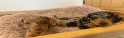 Miniature Dachshund dogs for sale: 2 stunning dapple miniature dachshunds  - Advert 9