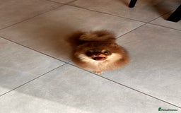Pomeranian dogs for sale: Choc and Tan Pomeranian Boy - Image 4