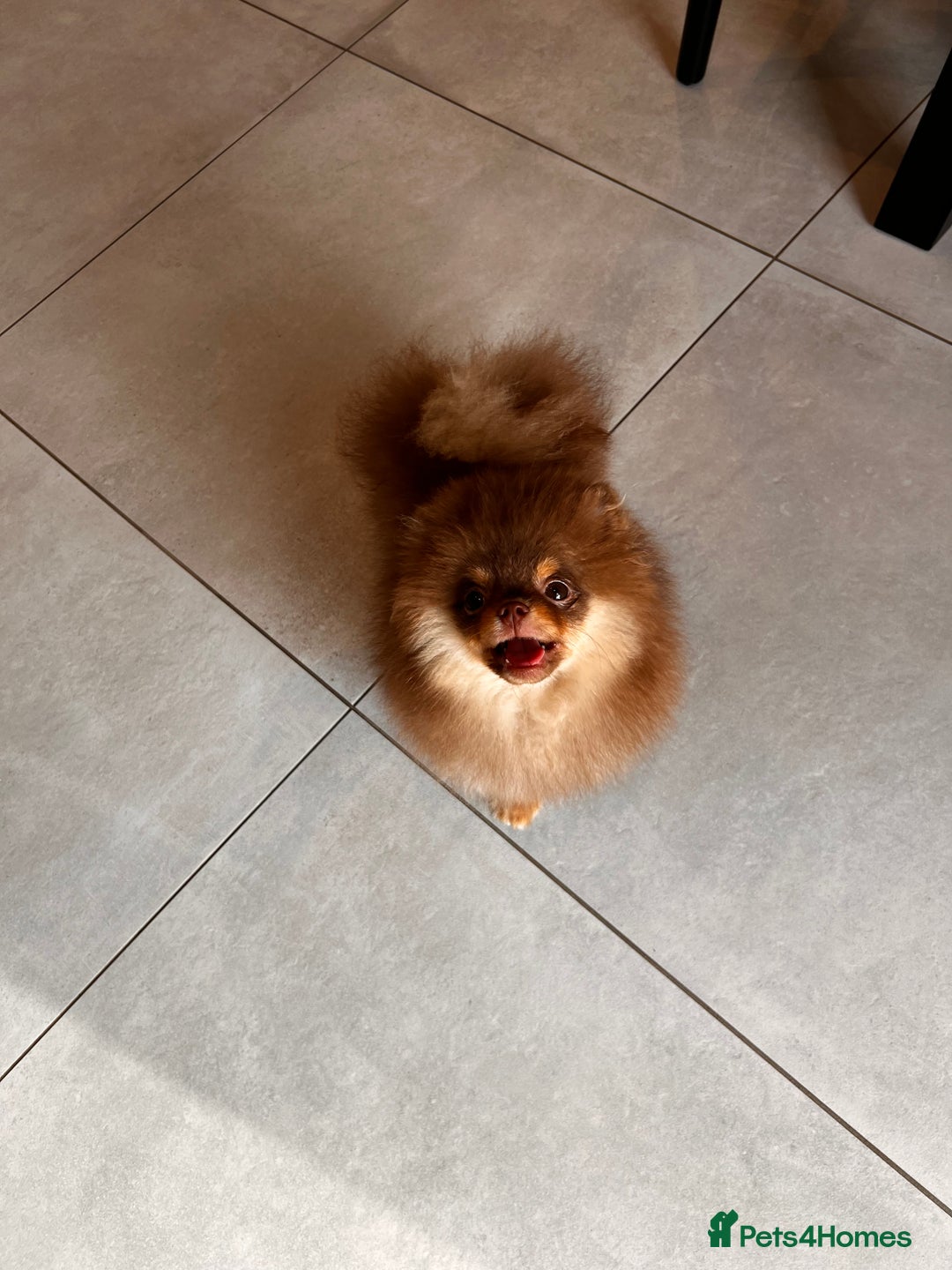 Pomeranian dogs for sale: Choc and Tan Pomeranian Boy - Image 4