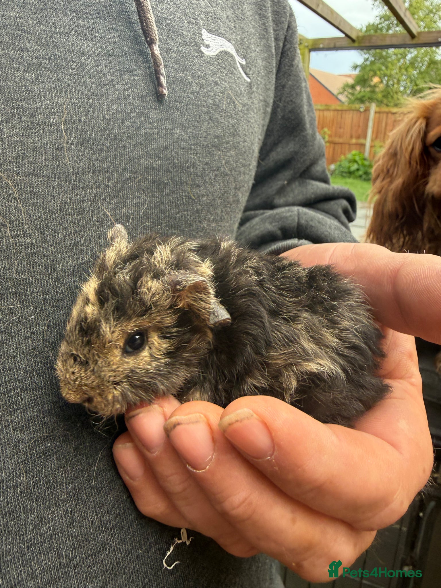 Guinea Pig rodents Texel Guinea Pig Boars  - Advert 1
